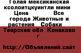 Голая мексиканская ксолоитцкуинтли мини › Цена ­ 20 000 - Все города Животные и растения » Собаки   . Тверская обл.,Конаково г.